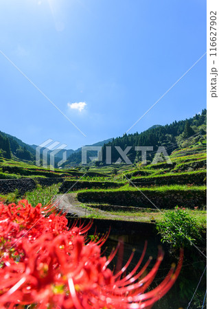 日本の原風景　うきはの山あいに映える「つづら棚田」と彼岸花が咲く季節風景（福岡県うきは市） 116627902