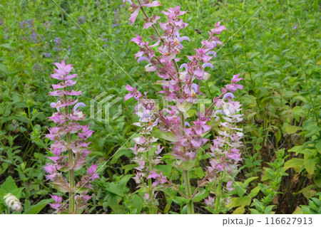 Salvia sclarea turkestanica grows in mountain. Flowers blooming. Cottage garden. Cultivated flowers. Salvia sclarea turkestanica grows in mountain. Flowers blooming. Cottage garden. Cultivated flowers. 116627913