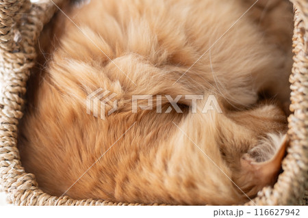 籠の中で眠る猫 茶トラ猫 籠の中で眠る猫 茶トラ猫 116627942