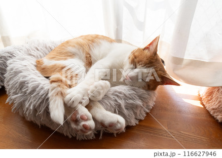 窓辺でくつろぐ猫 茶トラ白 窓辺でくつろぐ猫 茶トラ白 116627946