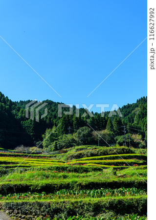 日本の原風景　うきはの山あいに映える「つづら棚田」と彼岸花が咲く季節風景（福岡県うきは市） 116627992