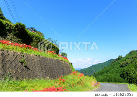 日本の原風景　うきはの山あいに映える「つづら棚田」と彼岸花が咲く季節風景（福岡県うきは市） 116628055