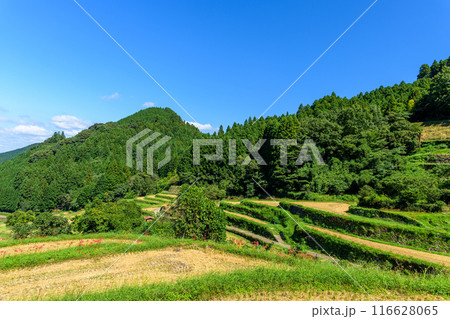 日本の原風景 うきはの山あいに映える「つづら棚田」と彼岸花が咲く季節風景(福岡県うきは市) 日本の原風景 うきはの山あいに映える「つづら棚田」と彼岸花が咲く季節風景(福岡県うきは市) 116628065