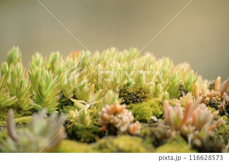 デロスペルマ・スパルマントイデス デロスペルマ・スパルマントイデス 116628573