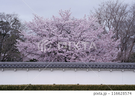 桜 116628574