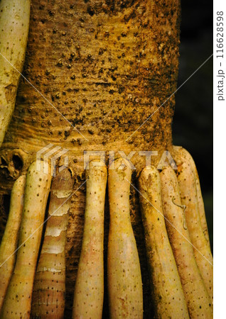 ビヨウタコノキのクローズアップです。 116628598