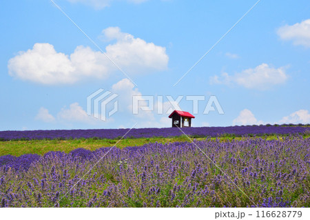 夏 上富良野町 日の出公園 ラベンダーの丘 夏 上富良野町 日の出公園 ラベンダーの丘 116628779