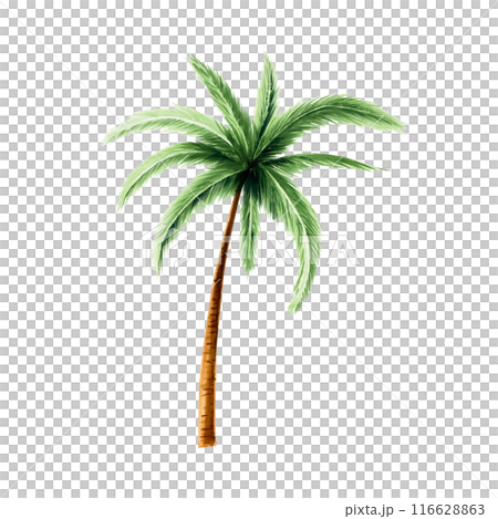 Green palm tree. Coconut tree clipart. Watercolor hand drawn floral jungle illustration isolated on background. For designers, postcards, greetings, birthday, calendar, wallpapers, wrapping paper 116628863