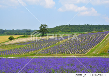 夏　上富良野町　日の出公園　 116629097