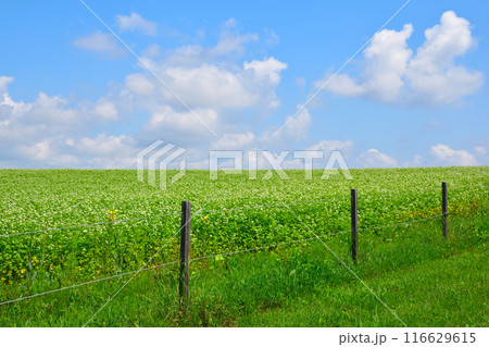 夏　美瑛町　そば畑の丘 116629615