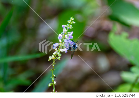 ナミルリモンハナバチ ナミルリモンハナバチ 116629744