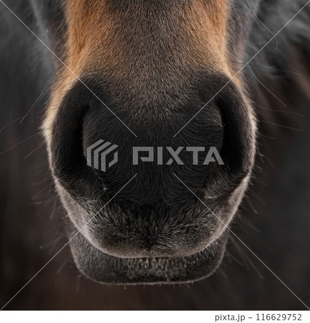 Zoomed in view of a horses nostrils, highlighting the splendor of nature and its creatures Zoomed in view of a horses nostrils, highlighting the splendor of nature and its creatures 116629752