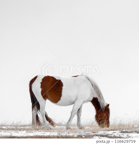 A beautiful and elegant brown and white horse peacefully grazing in a serene snowy field 116629759