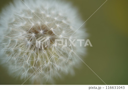 タンポポの綿毛が飛び立つ瞬間 116631043