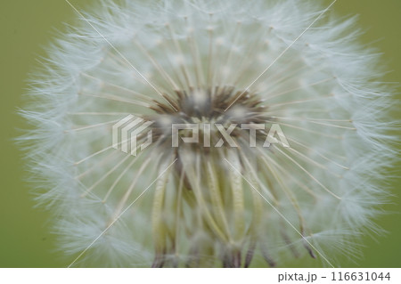 たんぽぽのふわふわ綿毛のアップ 116631044