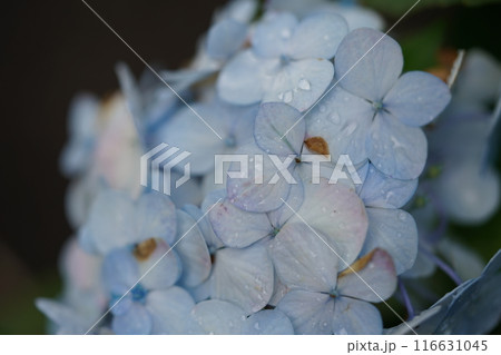 雨上がりの水色の紫陽花 116631045