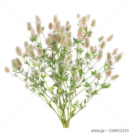 Stone clover isolated on white background. Trifolium arvense or rabbitfoot clover. 116631153