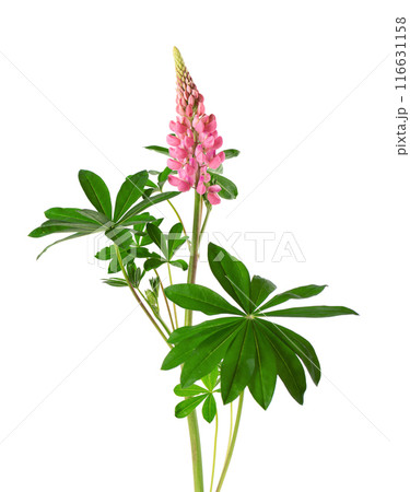 Pink lupine flower isolated on white background. Bunch of colorful lupines, spring flower. Pink lupine flower isolated on white background. Bunch of colorful lupines, spring flower. 116631158
