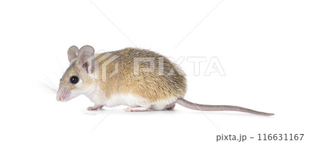 Spiny mouse on white background 116631167