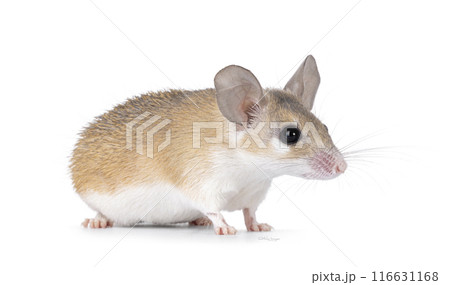 Spiny mouse on white background 116631168