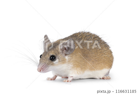 Spiny mouse on white background 116631185