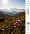 Doi Luang Chiang Dao mountain at morning with Cosmos flower on the hill. Chiang Mai - Thailand 116631241
