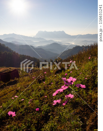 Doi Luang Chiang Dao mountain at morning with Cosmos flower on the hill. Chiang Mai - Thailand 116631241