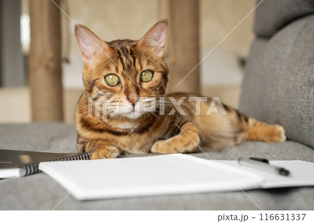 Bengal cat on the sofa with an open notebook or notepad. 116631337
