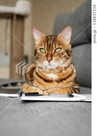 Bengal cat on the sofa with an open notebook or notepad. 116631338
