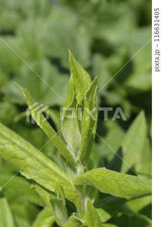 Mountain cornflower Mountain cornflower 116631405