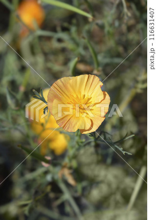 Golden poppy flower Golden poppy flower 116631407