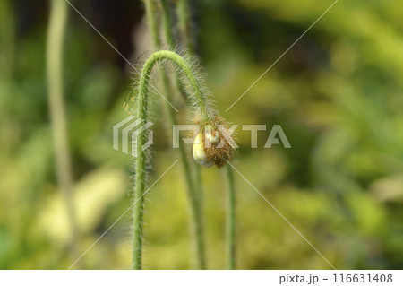 Iceland poppy 116631408