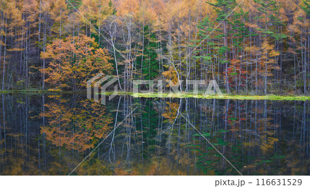 御射鹿池の紅葉 御射鹿池の紅葉 116631529