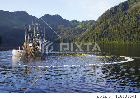 アラスカのサケ漁 アラスカのサケ漁 116631641