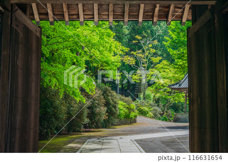 【西福寺】新緑と山門【塩尻市】 116631654