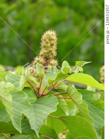 アカメガシワの若い実 116631957
