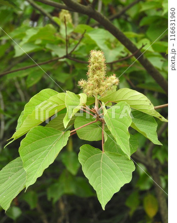 アカメガシワの若い実 116631960