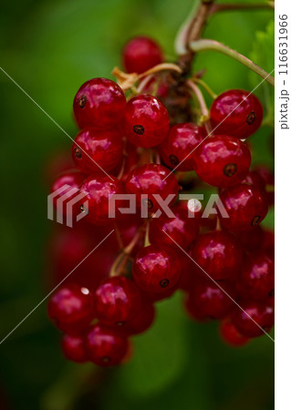 Branch of ripe red currant in a home garden Branch of ripe red currant in a home garden 116631966