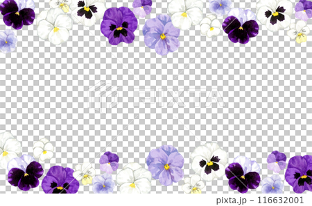 Stylish background of purple and white pansies and violas. Hand-drawn watercolor illustrations of winter and spring flowers. Stylish background of purple and white pansies and violas. Hand-drawn watercolor illustrations of winter and spring flowers. 116632001