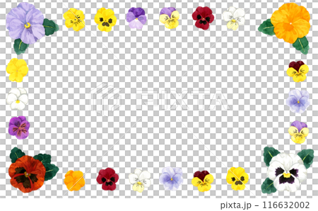 彩色框架的三色紫羅蘭和中提琴手繪水彩插畫背景材料的冬春花朵 116632002