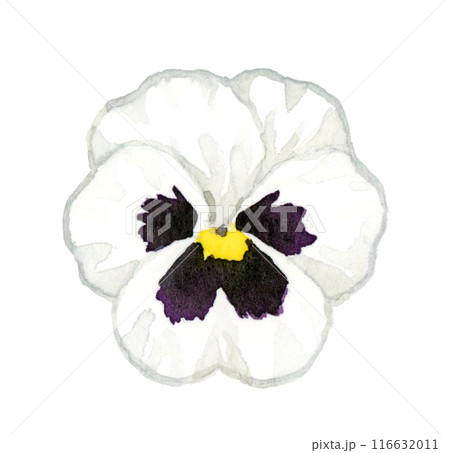 白色と黒色のパンジー　冬・春の花の手描き水彩イラスト素材 116632011
