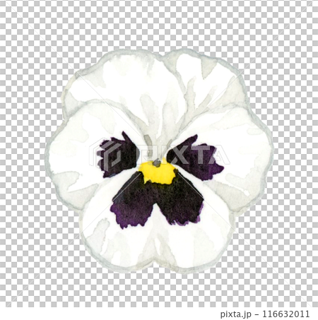 白色と黒色のパンジー　冬・春の花の手描き水彩イラスト素材 116632011