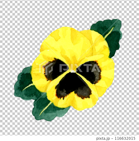 Yellow and black pansies: hand-drawn watercolor illustrations of winter and spring flowers 116632015