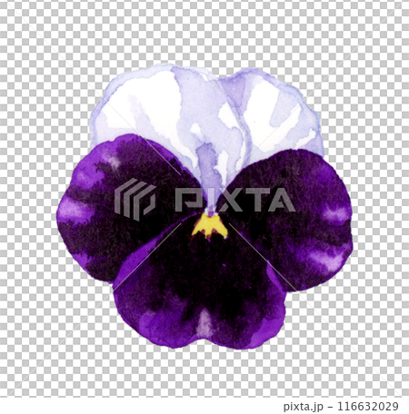 白色和紫色紫羅蘭，手繪水彩插圖的冬春花朵 116632029