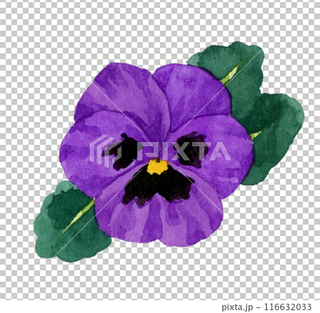 Purple pansies: Hand-drawn watercolor illustrations of winter and spring flowers Purple pansies: Hand-drawn watercolor illustrations of winter and spring flowers 116632033