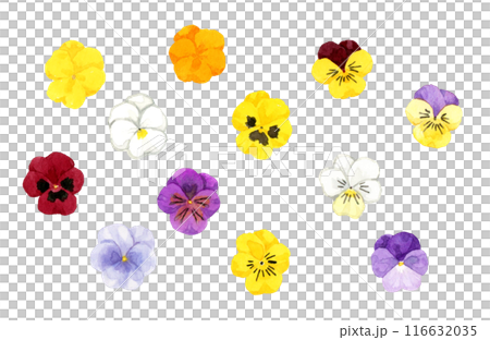 A set of colorful violas (Viola) - Hand-drawn watercolor illustrations of winter and spring flowers A set of colorful violas (Viola) - Hand-drawn watercolor illustrations of winter and spring flowers 116632035