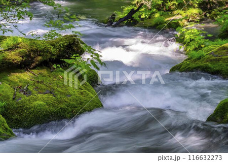 夏の奥入瀬渓流　石ヶ戸の瀬　青森県十和田市 116632273