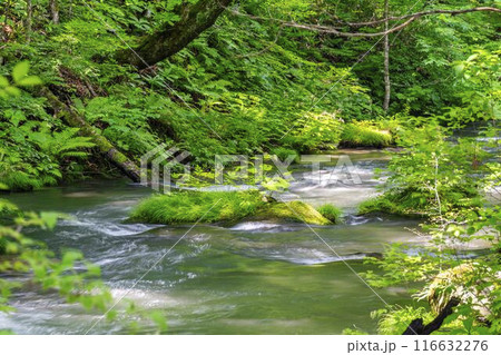 夏の奥入瀬渓流 石ヶ戸の瀬 青森県十和田市 夏の奥入瀬渓流 石ヶ戸の瀬 青森県十和田市 116632276