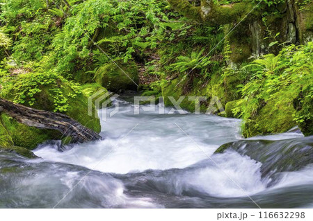 夏の奥入瀬渓流　阿修羅の流れ　青森県十和田市 116632298