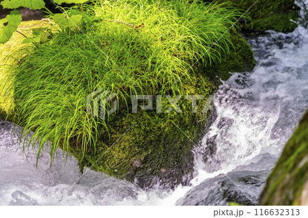 夏の奥入瀬渓流 阿修羅の流れ 青森県十和田市 夏の奥入瀬渓流 阿修羅の流れ 青森県十和田市 116632313